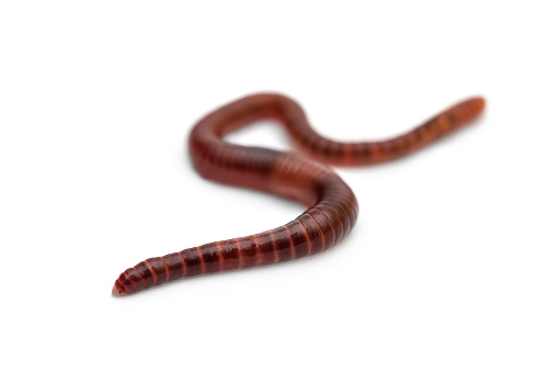 Red earthworm on a white background.