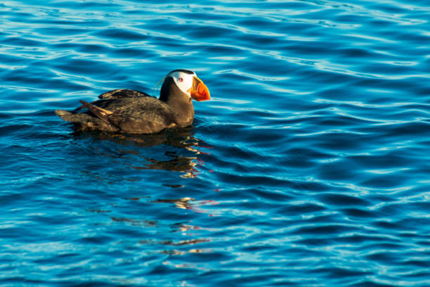 tufted puffin in rosario strait, washington, vereinigte staaten - puget sund stock-fotos und bilder