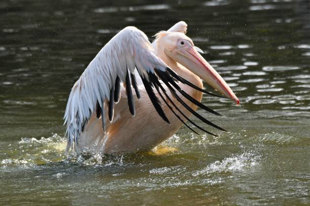 istock The Great while Pelican flapping the wings 1271171542
