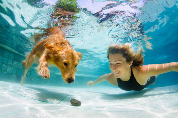 ragazza con cane golden retriever che si tuffa in piscina - underwater dog adult happiness foto e immagini stock