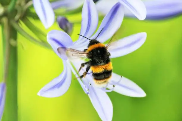 Photo of Blue,African Lily,  African agapanthus (Agapathus africanus) with bumble bee collecting pollen