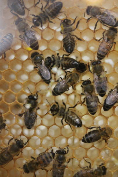 istock honeycomb inside of bee hive building background 1271171940