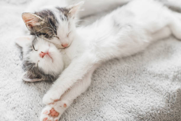 istock Two cute white and grey kittens sleeping together on cozy blanket. Adorable kittens sleeping on soft bed in morning light. Furry family in new home, adoption concept 1271172484