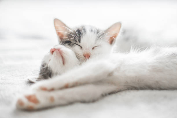 istock Adorable kittens sleeping on soft bed in morning light. Two cute white and grey kittens sleeping together on cozy blanket. Furry family in new home, adoption concept 1271172613
