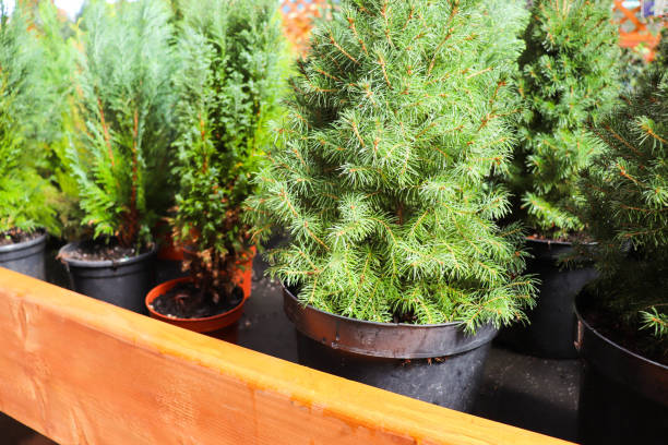 istock young spruce seedlings in flower pots 1271172695