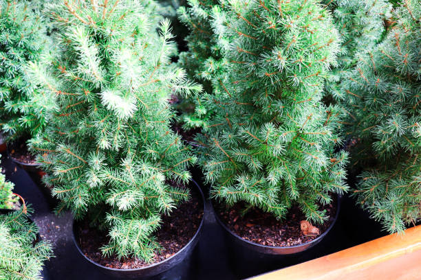 young spruce seedlings in flower pots