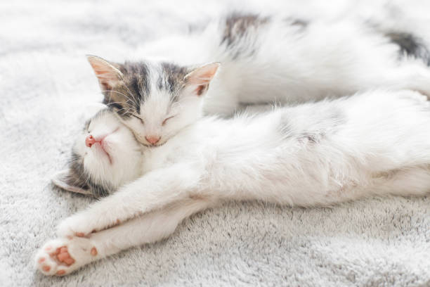 istock Two cute white and grey kittens sleeping together on cozy blanket. Adorable kittens sleeping on soft bed in morning light. Furry family in new home, adoption concept 1271174583