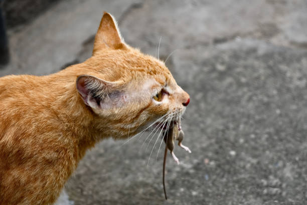 istock Cat caught a mouse in her mouth 1271174824