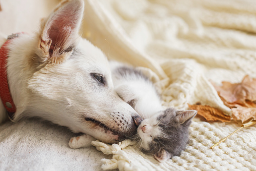 Cute white dog cleaning little sleepy kitten on soft bed in autumn leaves. Adoption concept. Dog grooming kitty on cozy blanket, furry friends.