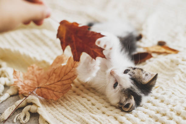 istock Adorable kitten playing with autumn leaves on soft blanket. Hand holding fall leaf and playing with cute white and grey kitty on bed in room. Autumn cozy mood. 1271175745