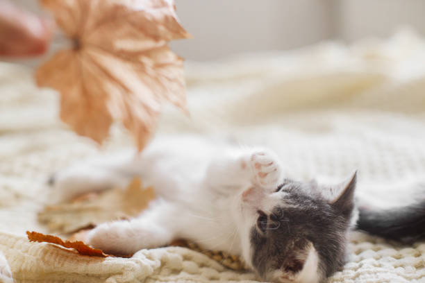 Kitten sleeping in autumn leaves. Cat with yellow and red leaves on white blanket