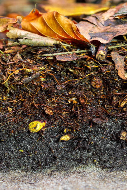 soil profile of a shallow leptosol - ibbenbüren imagens e fotografias de stock