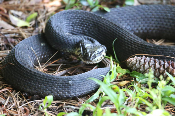 plain-bellied water snake - water snake imagens e fotografias de stock