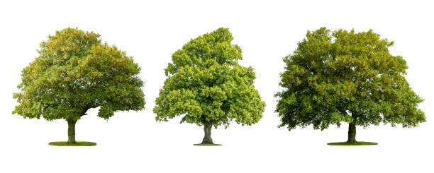 colecciones árbol verde aislado sobre fondo blanco. - arrepollado de las hojas fotografías e imágenes de stock