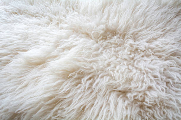 istock Texture of natural sheep wool. White soft warm background 1271178757