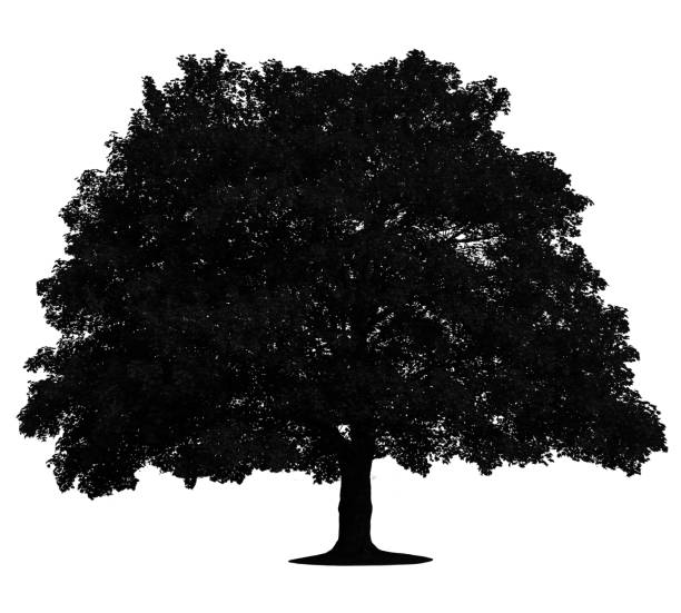 various black tree silhouettes on white background. various black tree silhouettes on white background. bushy stock pictures, royalty-free photos & images