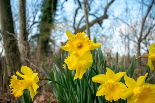 istock A Patch of Blooming Yellow Tulips During Spring 1271179514