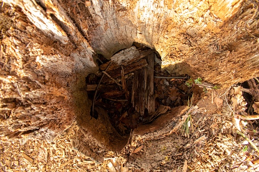 Looking Into a Brown Rotten and Hollow Tree Stump