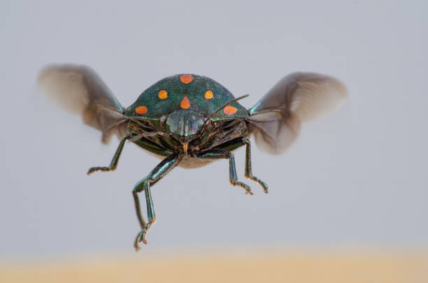 маленький зеленый жук с оранжевыми пятнами и открытыми крыльями, замеченный в режиме серого фона макро, низкой глубиной резкости и селекти� - brazil ladybug insect beetle стоковые фото и изображения