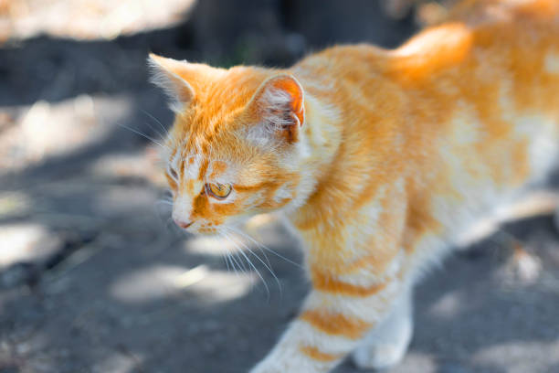 istock A beautiful ginger cat walks down the street like a tiger 1271180806