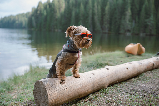 Cute Yorkshire terrier dog is wearing sunglasses