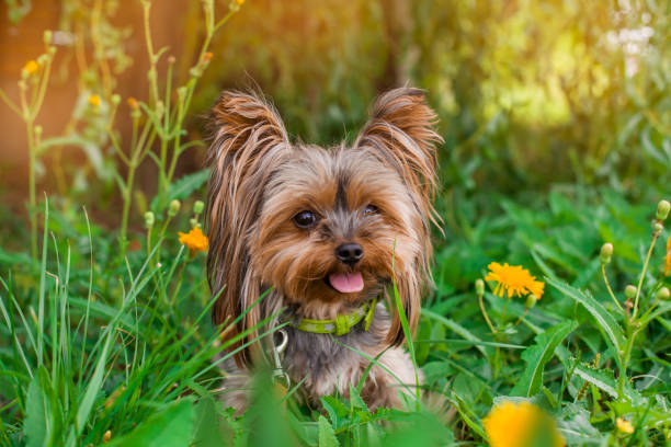 istock Cute Yorkshire Terrier Dog Playing in the Yard 1271181947