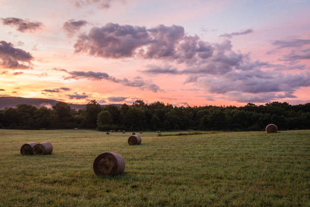 istock Freshly rolled hay bales rest on rolling hill with dramatic cloudscape at sunrise 1271183418