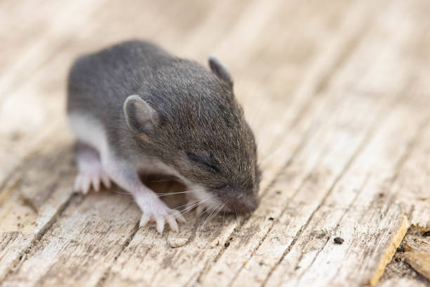 istock Baby mouse on wooden floor 1271183637