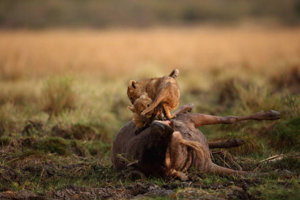 istock Lion cubs on wildebeest carcass at dusk, Masai Mara 1271184751