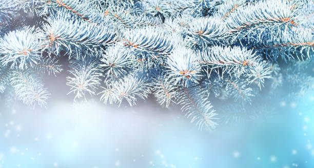 istock Horizontal Christmas background with branch of fir tree 1271184861