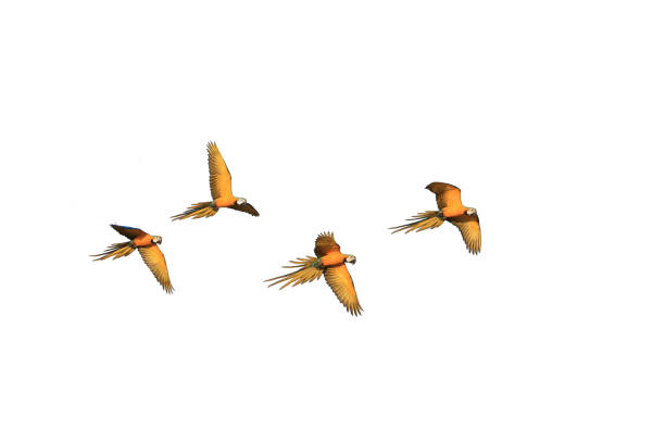 istock Four patterns of flight of the macaw parrot 1271185050