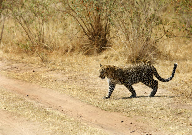 istock Leopard in its typical habitat, Masai Mara 1271185964
