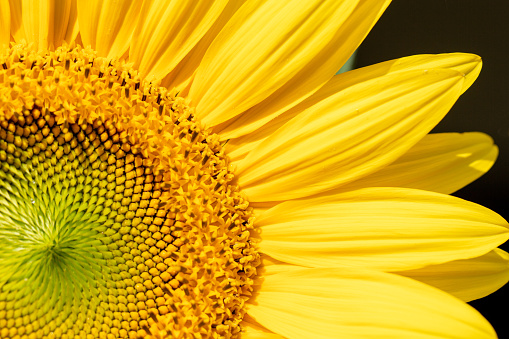 Part of a sunflower