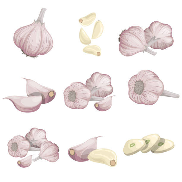 Cartoon garlics set. Whole garlic, peeled, cloves and garlic groups. Flat simple design. Vector illustrations collection isolated on white background. Cartoon garlics set. Whole garlic, peeled, cloves and garlic groups. Flat simple design. Vector illustrations collection isolated on white background. garlic bulb stock illustrations