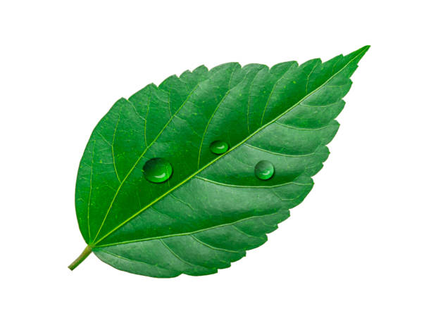 istock Tropical green leaf with drop water isolated on white background 1271187248