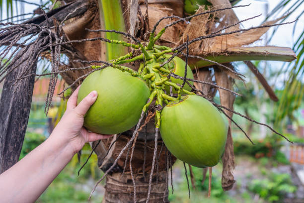 istock Hand women with, Coconut tropical fruit, on palm tree 1271187250
