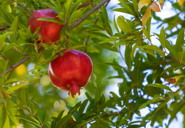 가을에 나무에 잘 익은 석류 - pomegranate pomegranite tree tree leaf 뉴스 사진 이미지