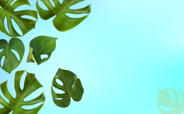 istock Green leaves monstera on a blue background. Banner for perfumes, cosmetic products, essential oil. Tropical leaf background and copy space for your text. Vector illustration. 1271190953