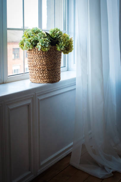 istock on the window is a wicker basket with light green hydrangea. white curtain, shadows, bright walls. space for text 1271191186