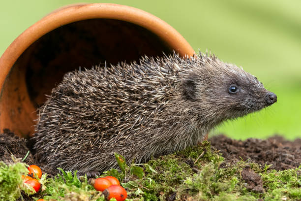 istock Hedgehog in Autumn, emerging from a plant pot and facing right. 1271191247