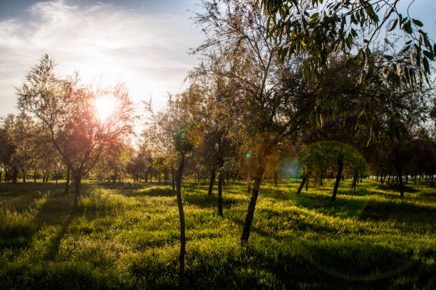 istock Impressive Sun Shining In Nature 1271191370