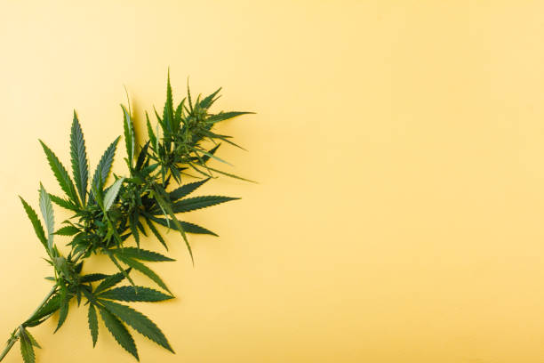 istock Cannabis bush lying on a yellow background. 1271191444