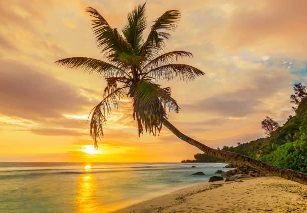 istock Lonely coconut palm and a sunset at Seychelles 1271191452