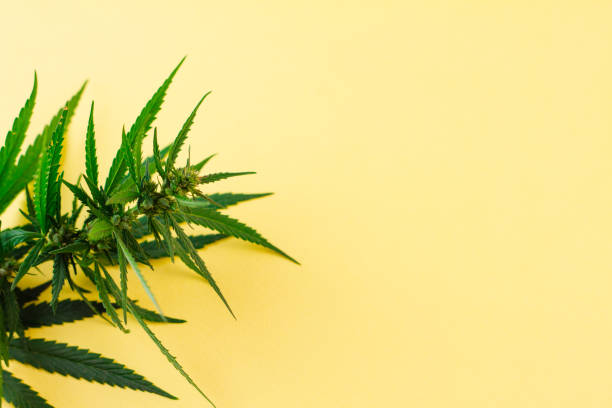 istock Cannabis bush lying on a yellow background. 1271191454