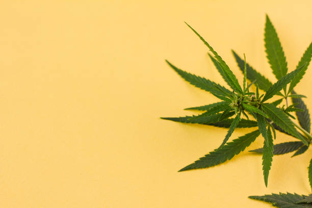 istock Cannabis bush lying on a yellow background. 1271191466