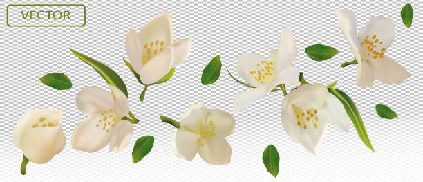 緑の葉の白い花のジャスミン。咲くジャスミン、化粧品、紅茶、香水、エッセンシャルオイルのデザイン。美しいジャスミンの背景。あなたの健康製品のためのバナー。3d ベクトルのイラス� - tea tea leaves jasmine tea leaf点のイラスト素材／クリップアート素材／マンガ素材／アイコン素材