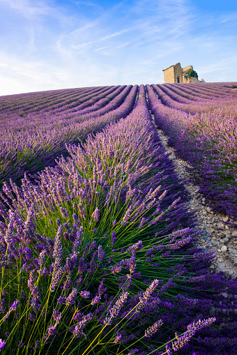 Rows of a beautiful purple lavender filed in Valensole. Provence, France