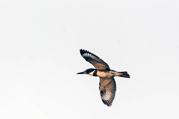 Belted Kingfisher flys with wings spread gliding while searching for food below.