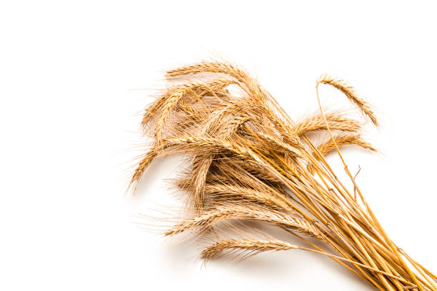 semillas de avena de cebada de centeno de trigo. entero, cebada, cosecha brotes de trigo. oreja de grano de trigo o planta de espiga de centeno aislada sobre fondo blanco, para harina de pan de cereales. vista superior, recorte. - barley grass fotos fotografías e imágenes de stock