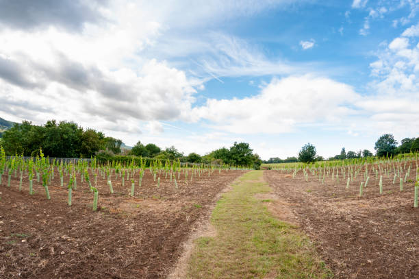 istock Newly Planted Vineyard In The UK 1271193110
